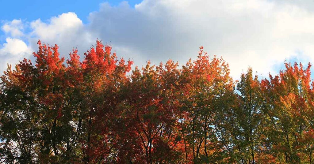 autumn leaf peeping cruises